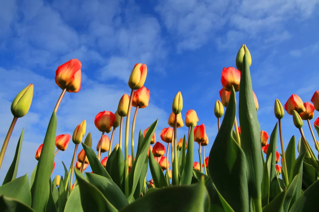 Red Tulip Blooms Petals Green Leaves Blue Sky