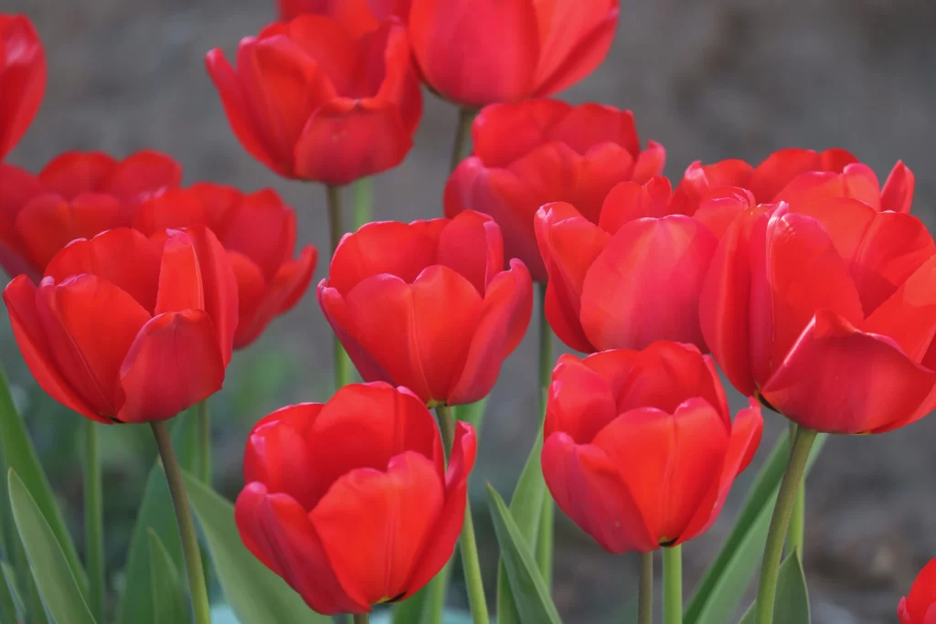 Red Tulip Blooms Petals Vibrant Green Stems