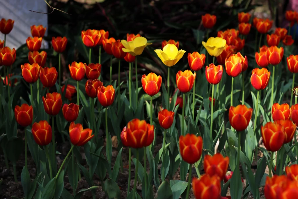 Red Tulip Bright Petals Green Leaves