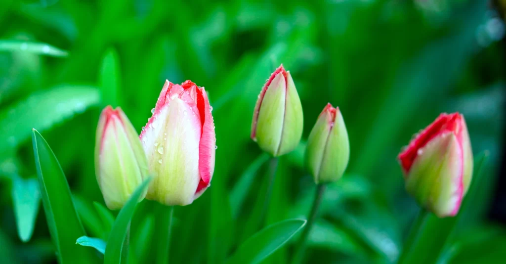 Red Tulip Buds Dewdrops Green Leaves