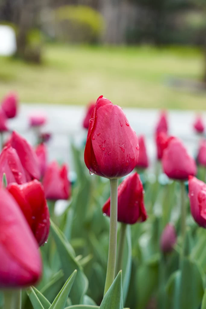 Red Tulip Dewdrops Petals Green gray Leaves