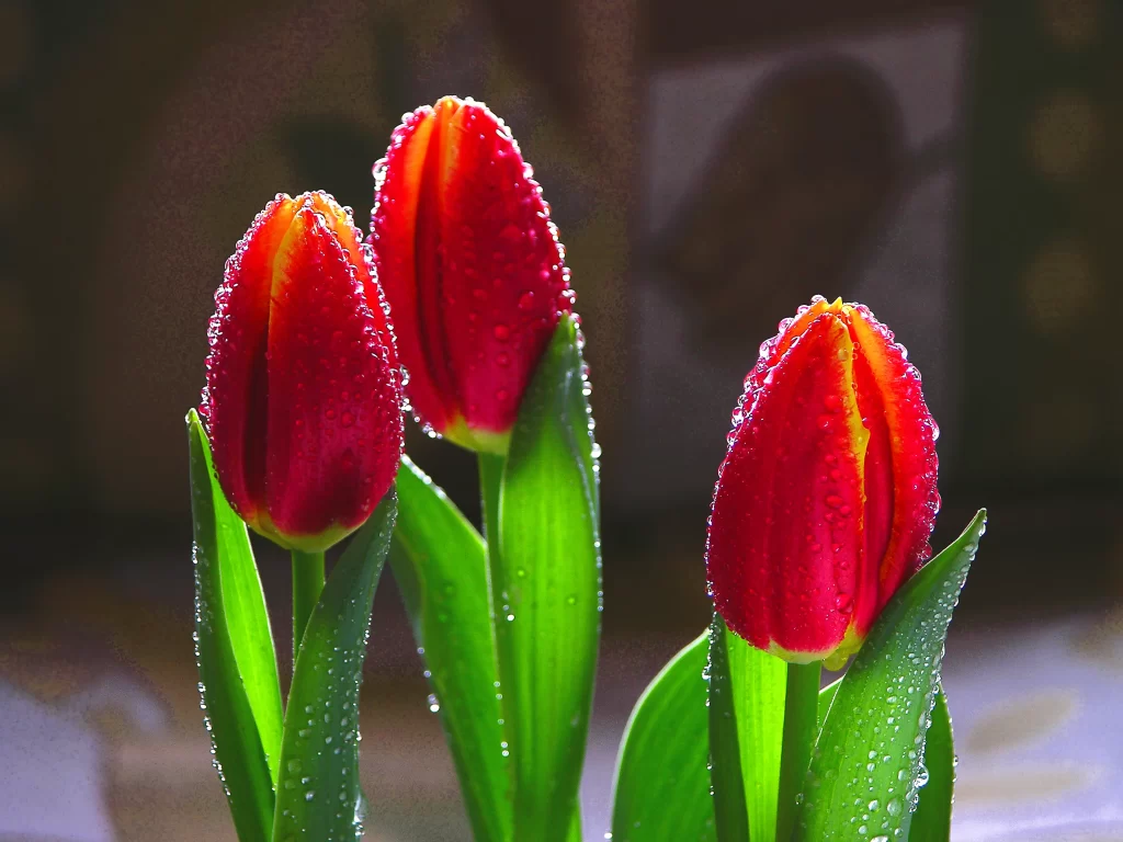 Red Tulip Dewdrops Petals Green gray Leaves
