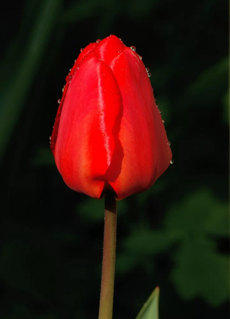 Red Tulip Dewdrops Petals Stem Greenery