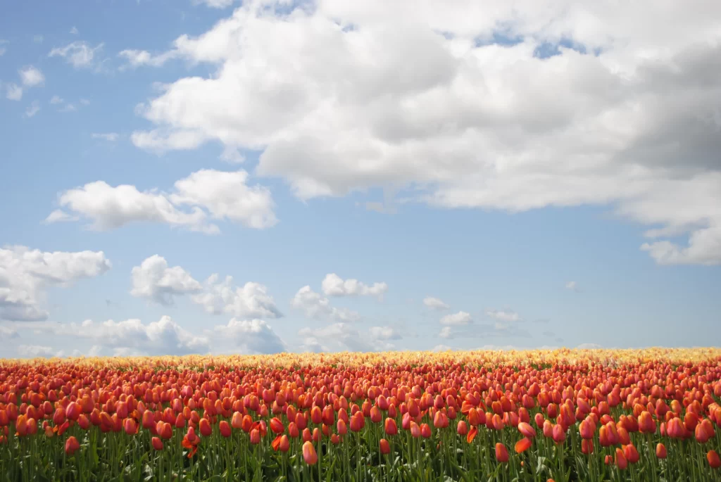 Red Tulip Field Blooming Clouds Sky