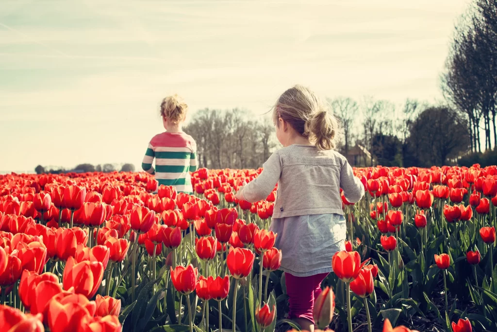 Red Tulip Field Blooming Petals Green Leaves