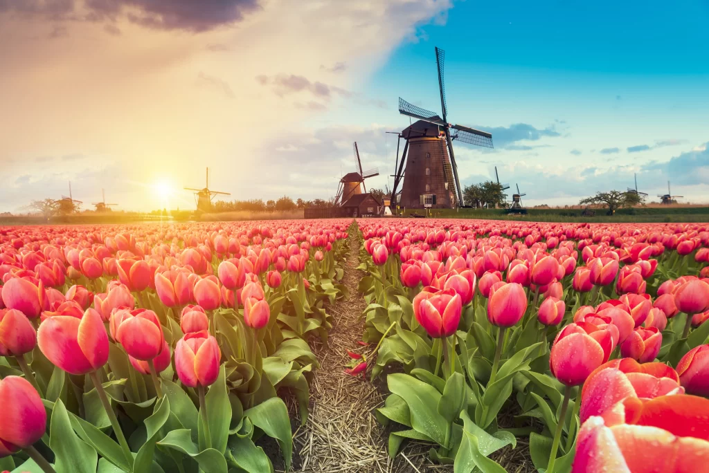 Red Tulip Field Petals Sunlight Windmill