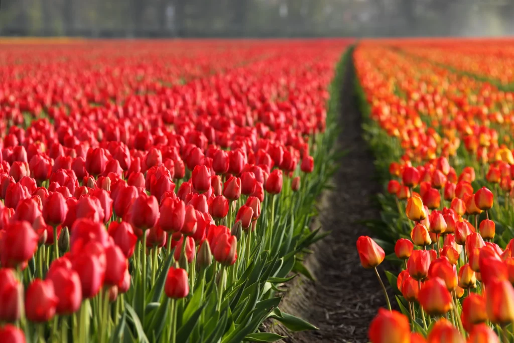 Red Tulip Field Rows Bright Petals