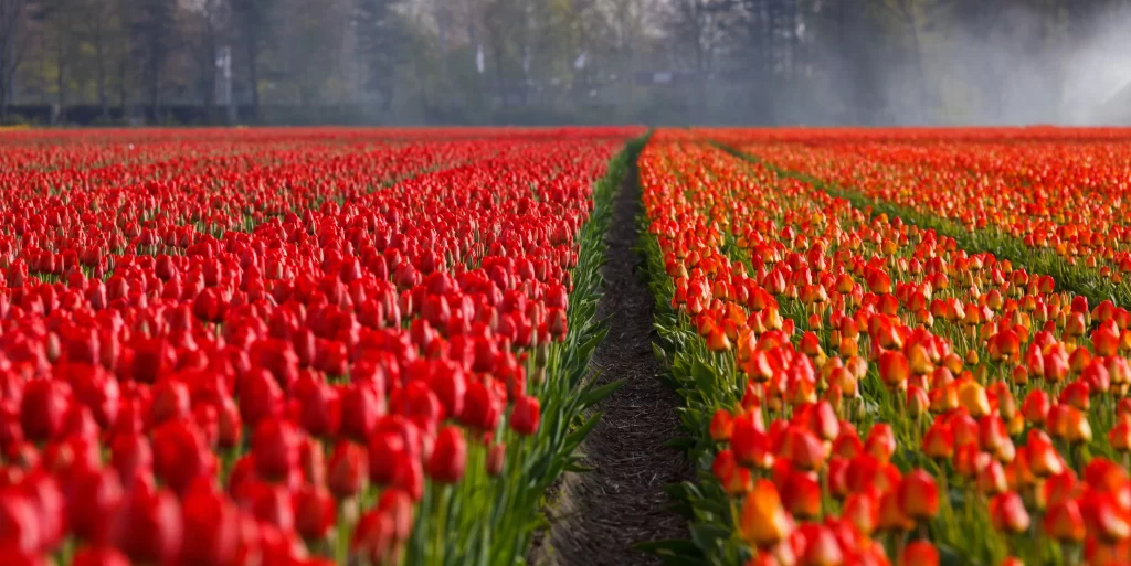 Red Tulip Field Rows Bright Blooms
