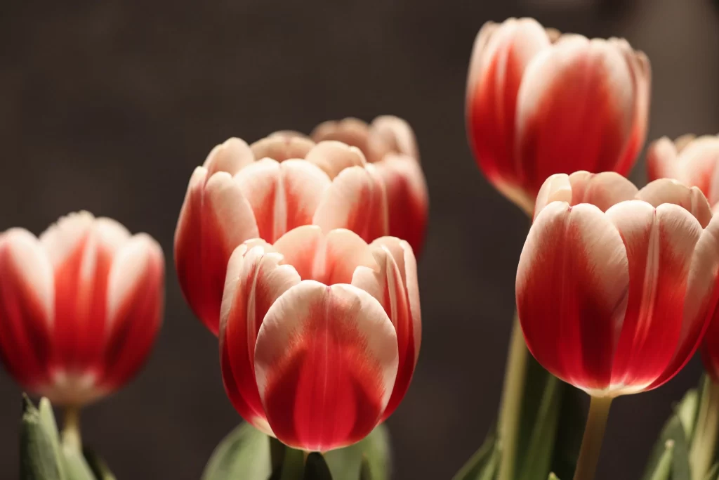 Red Tulip Petals Blooming Vibrant