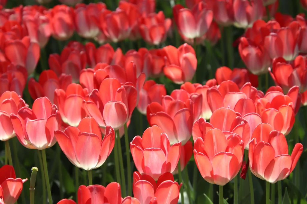 Red Tulip Petals Bright Blooming Dense