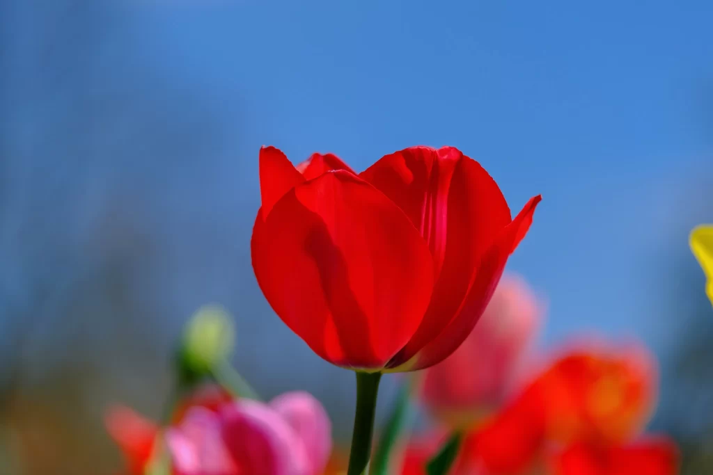 Red Tulip Petals Bright Vivid Clear