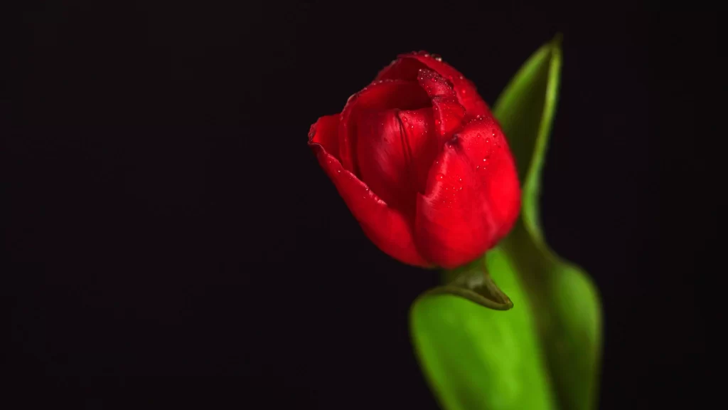 Red Tulip Petals Dewdrops Dark Background