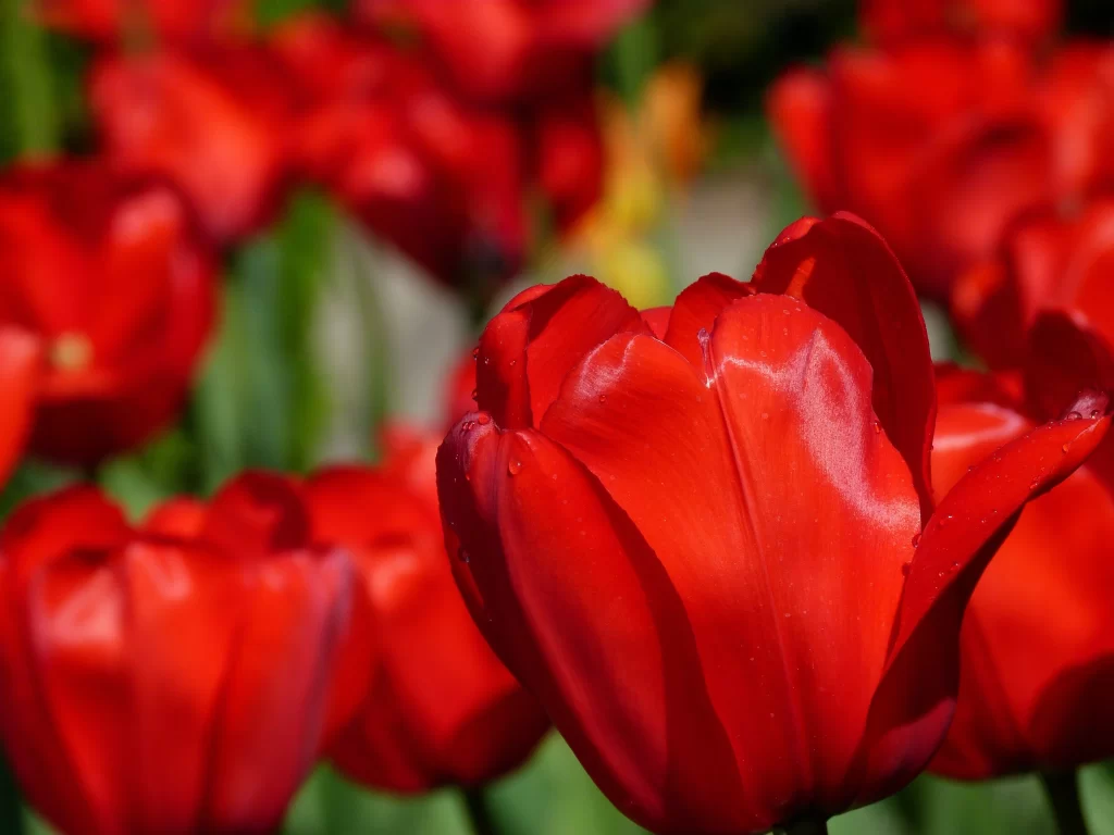 Red Tulip Petals Dewdrops Vivid Blooming