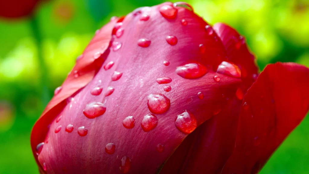 Red Tulip Petals Dewdrops Vibrant Green