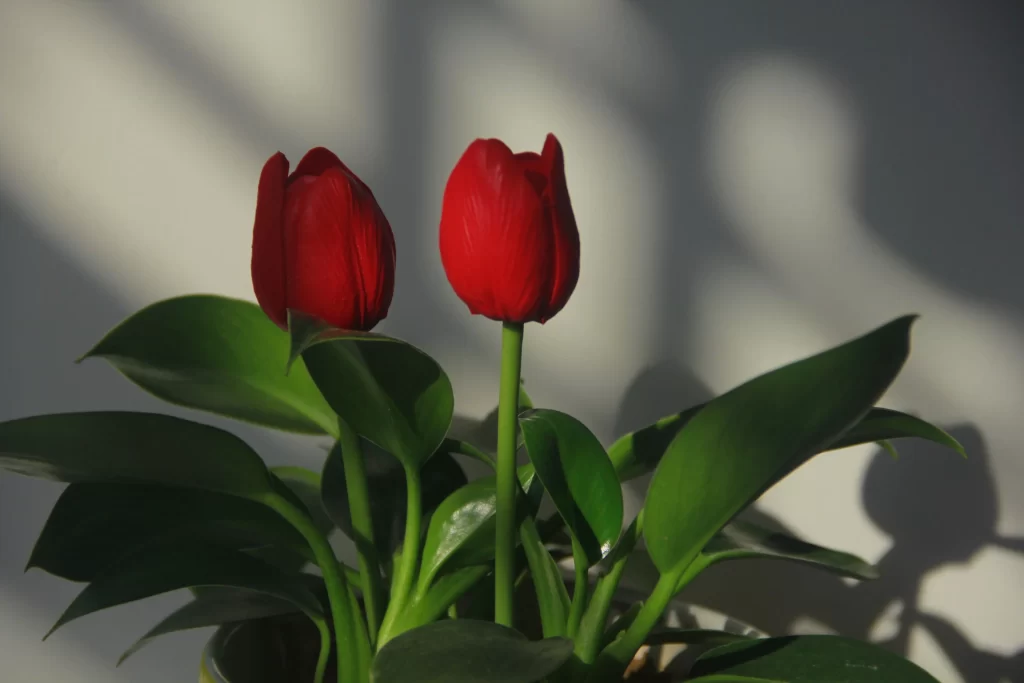 Red Tulip Petals Green gray Leaves