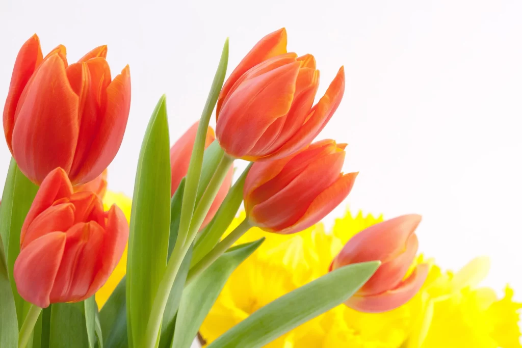 Red Tulip Petals Green Leaves Bright Yellow