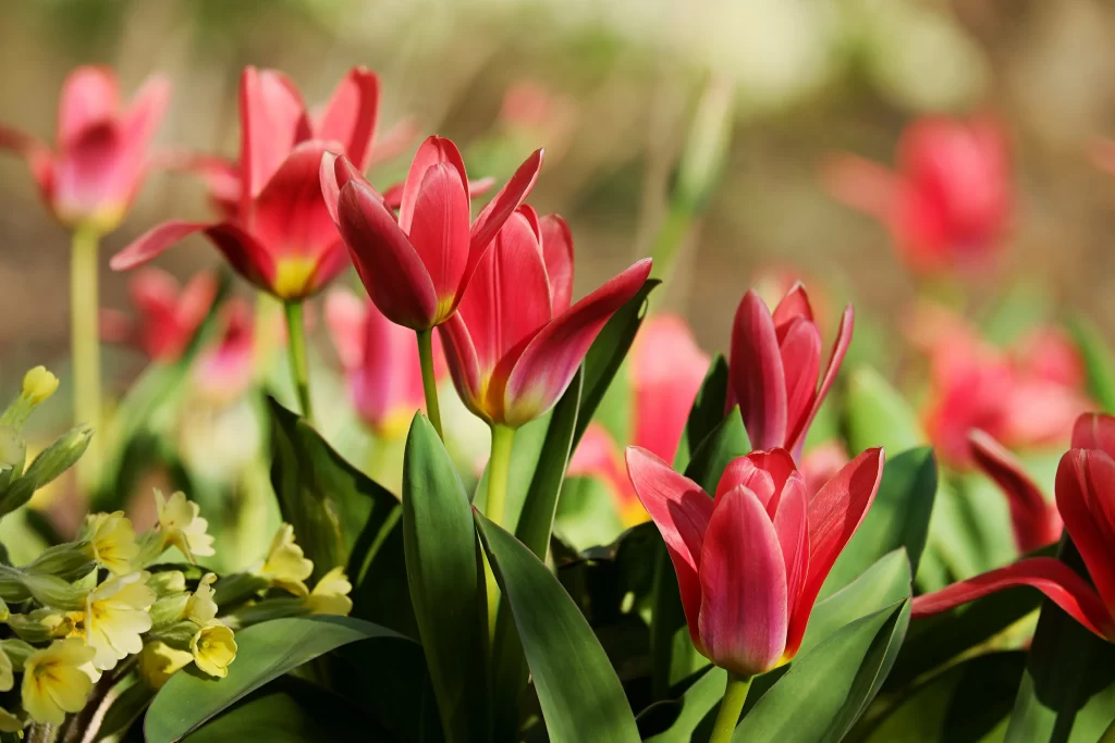 Red Tulip Petals Green Leaves Yellow Flowers