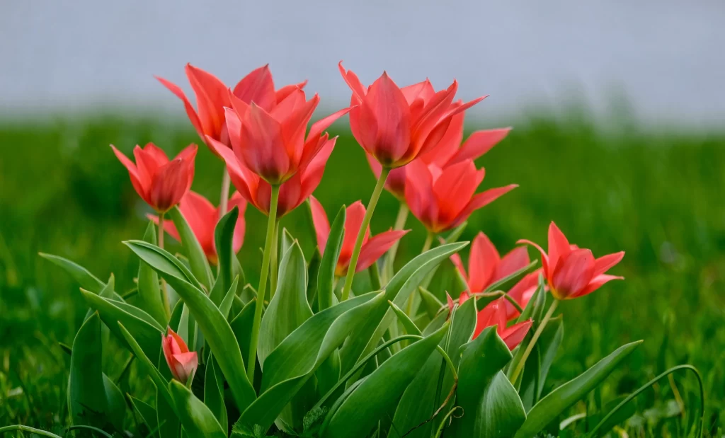 Red Tulip Petals Green Leaves Blooming
