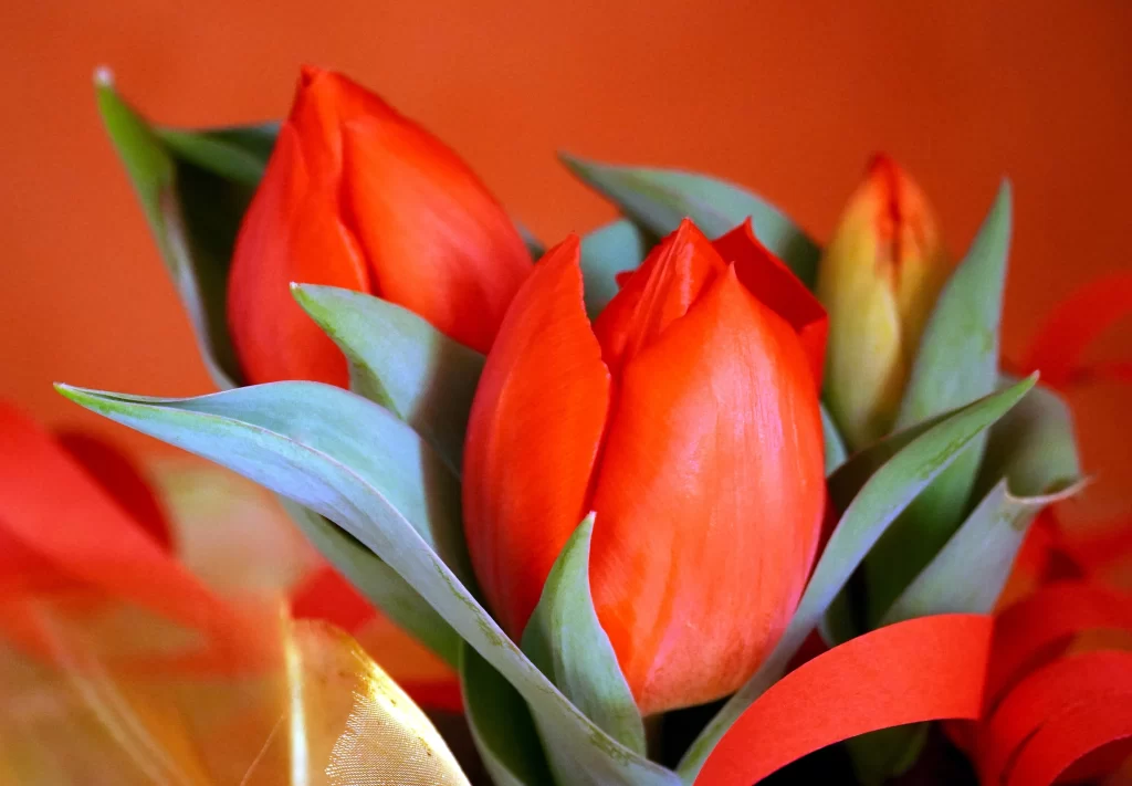 Red Tulip Petals Green Leaves