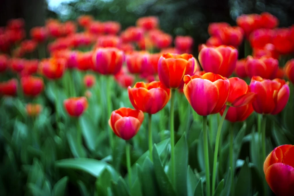 Red Tulip Petals Green Stems Dense