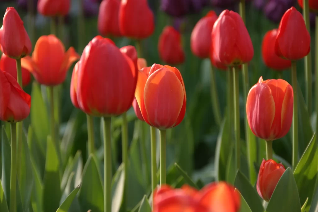 Red Tulip Petals Green Stems