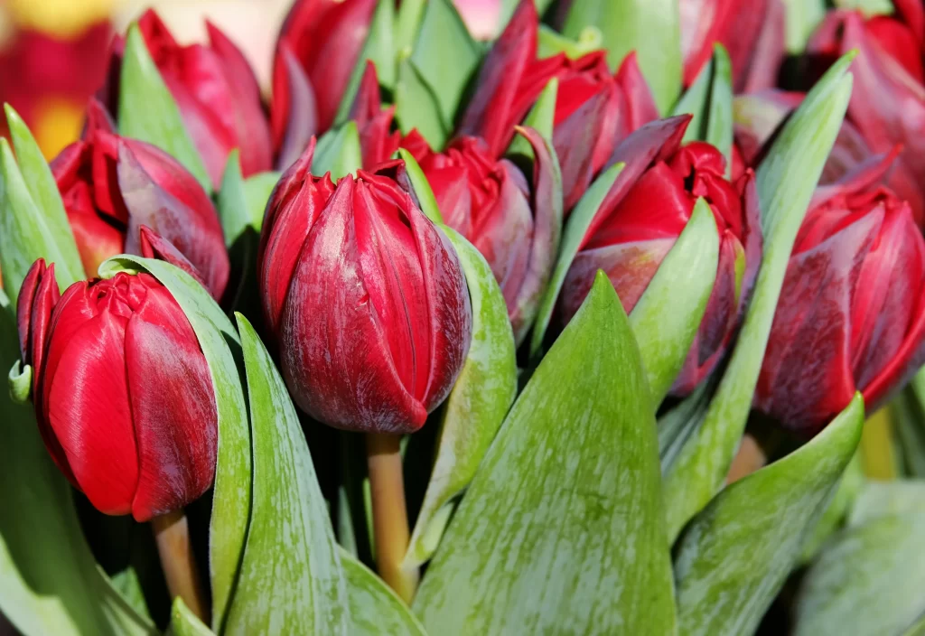 Red Tulip Petals Green warm Leaves