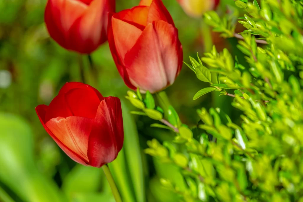 Red Tulip Petals Green warm Leaves