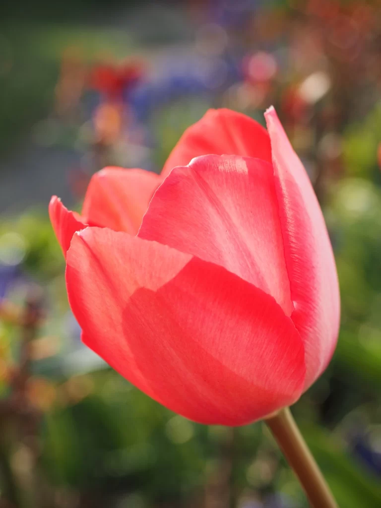 Red Tulip Petals Soft Focus Sunlight