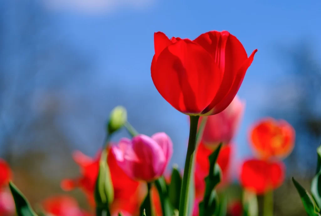 Red Tulip Petals Vibrant Green Stems Blue Sky