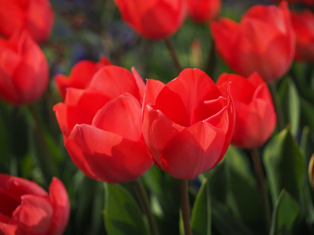 Red Tulip Petals Vibrant Green warm Leaves