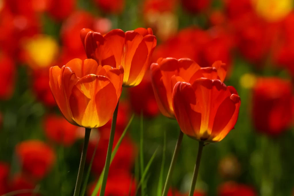 Red Tulip Petals Vibrant Sunlit