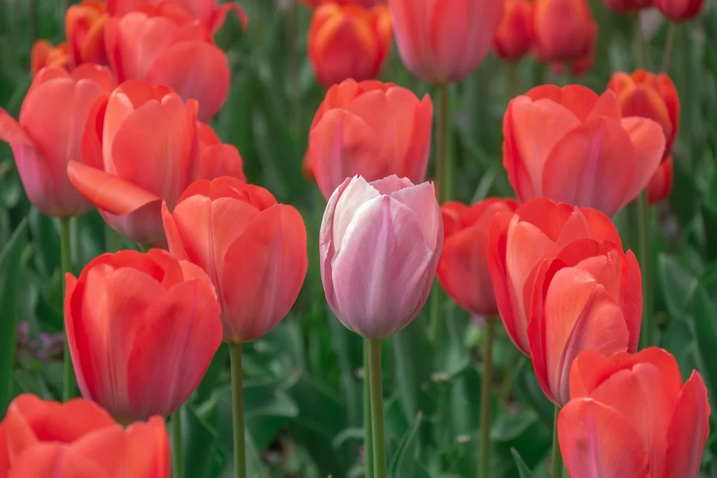 Red Tulip Petals Vibrant Green warm Leaves