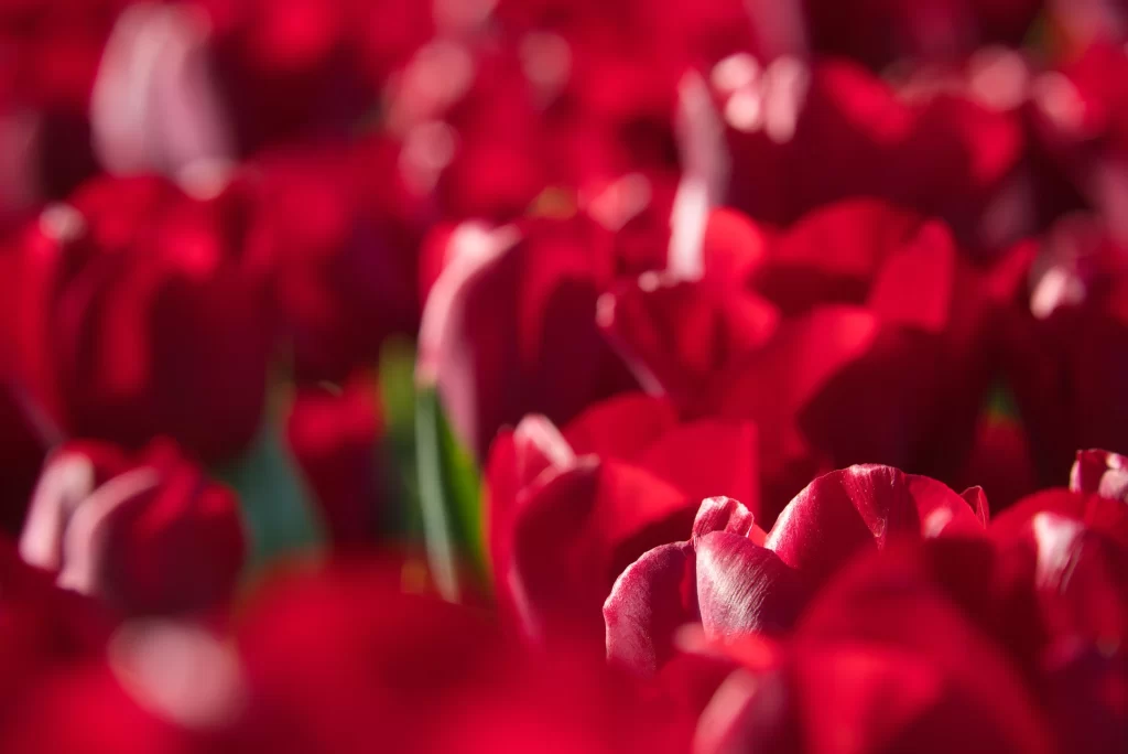 Red Tulip Petals Vibrant Dense Texture