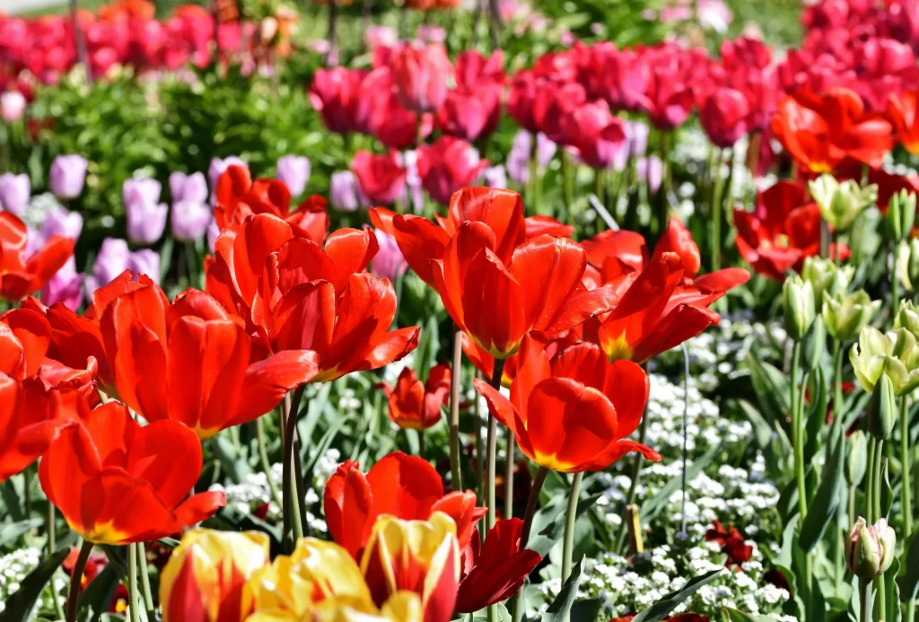 Red Tulip Vibrant Petals Sunlit Blooms