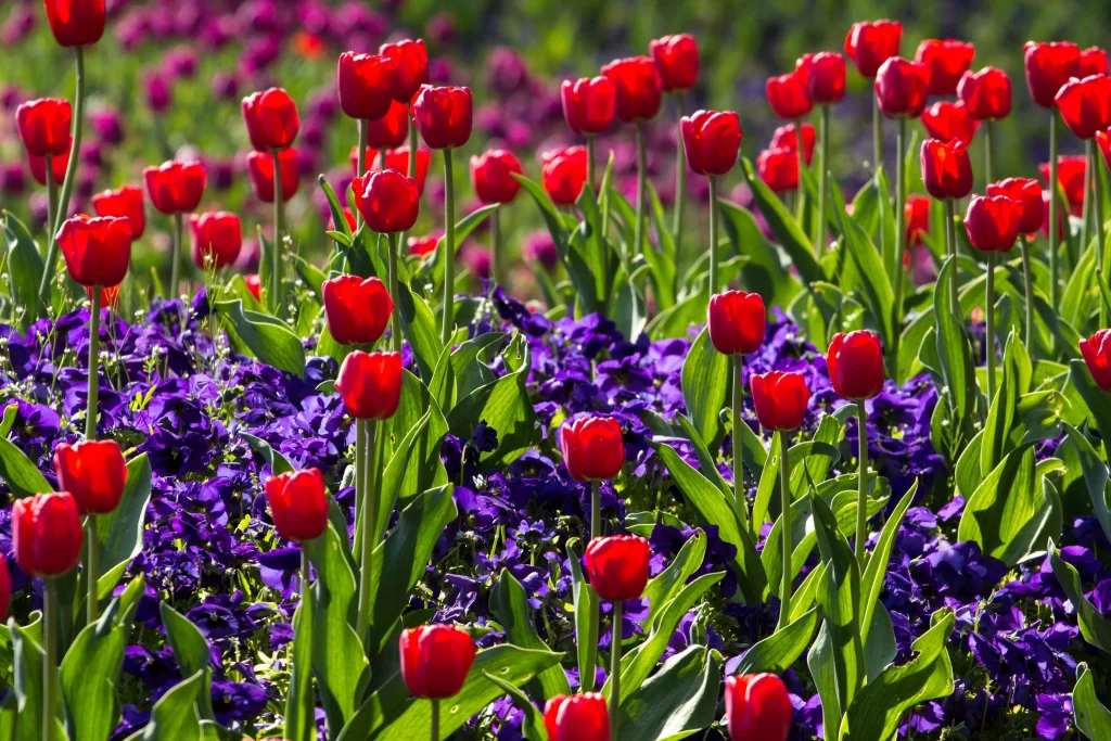Red Tulip Vibrant Purple Blooms Lush Greenery