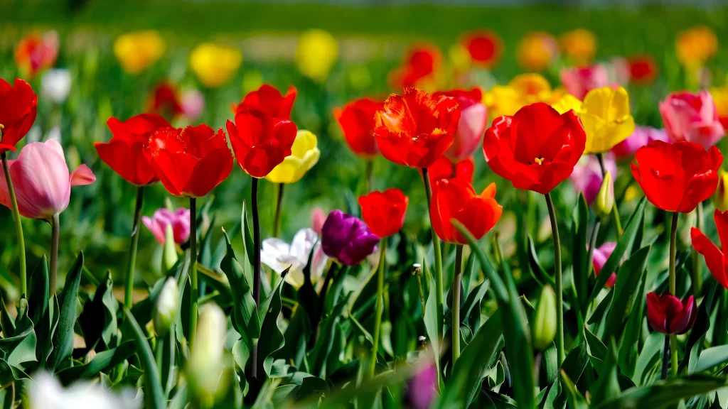 Red Tulip Vivid Petals Green Leaves