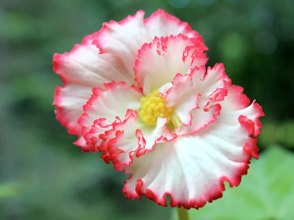 Red White Blossom Petals Edges Yellow