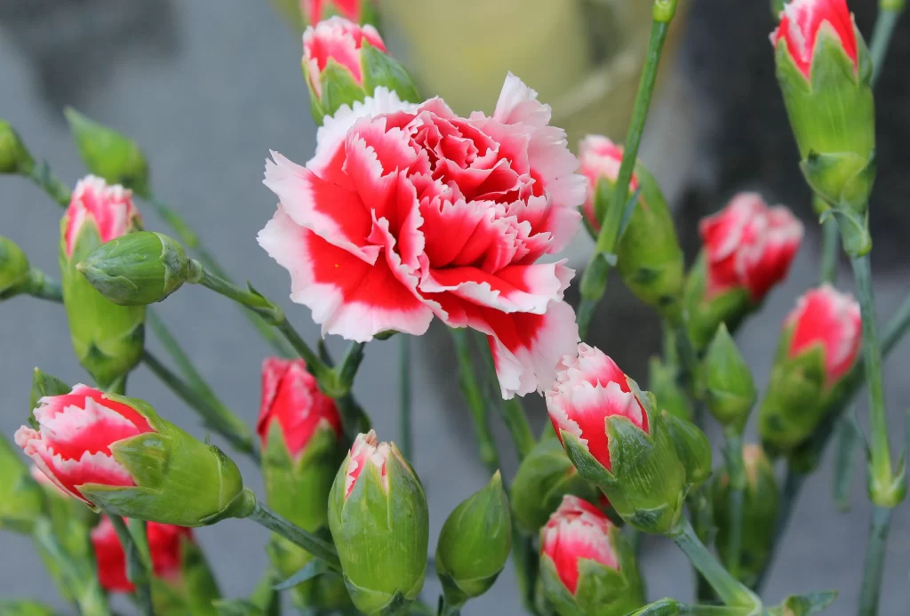 Red White Carnation Blooming Petals Green Buds