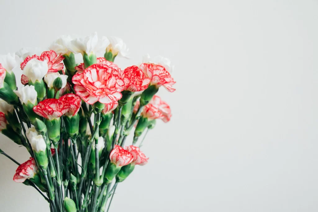 Red White Carnation Bouquet Petals Green Stems