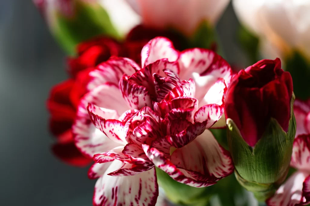 Red White Carnation Petals Edges Green