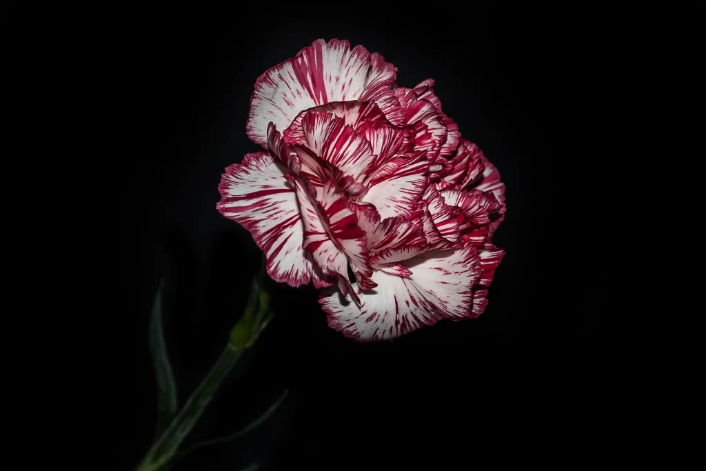 Red White Carnation Petals Edges Dark Background