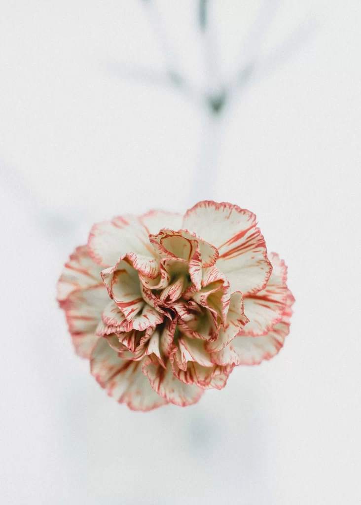 Red White Carnation Petals Edges Ruffled