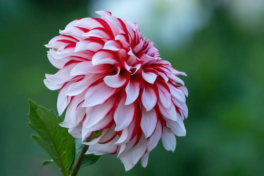 Red White Dahlia Petals gray Blooming