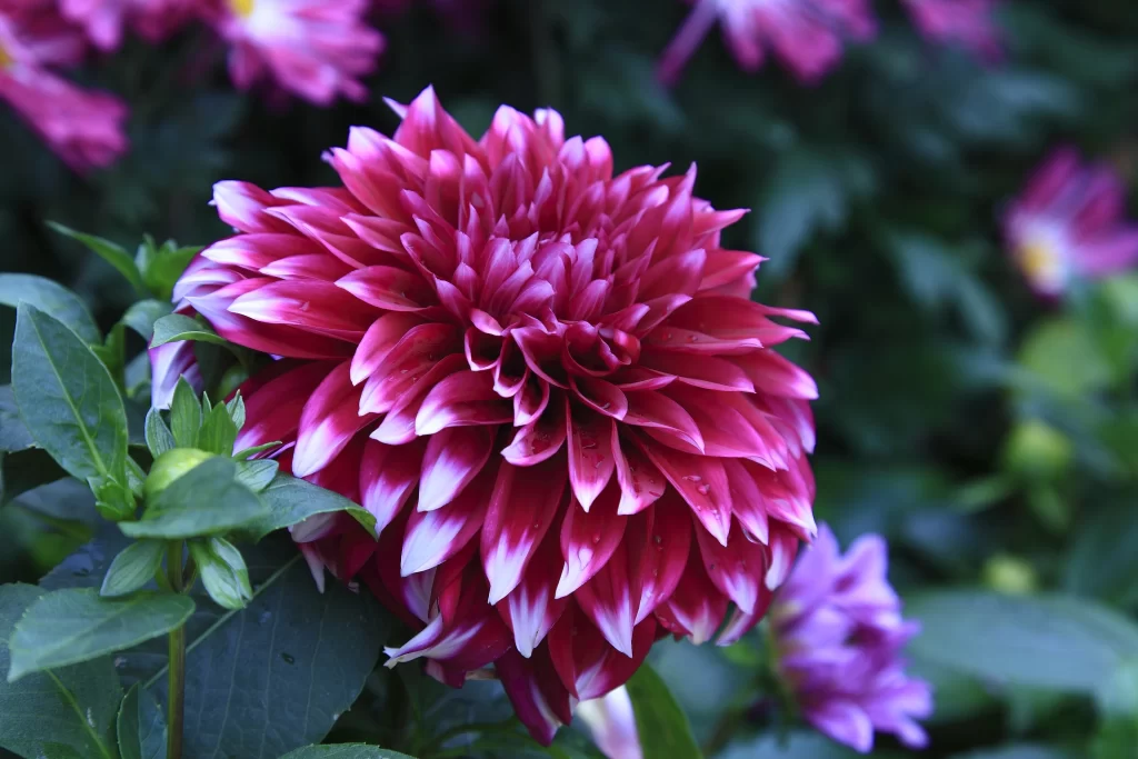 Red White Dahlia Petals gray Blooming