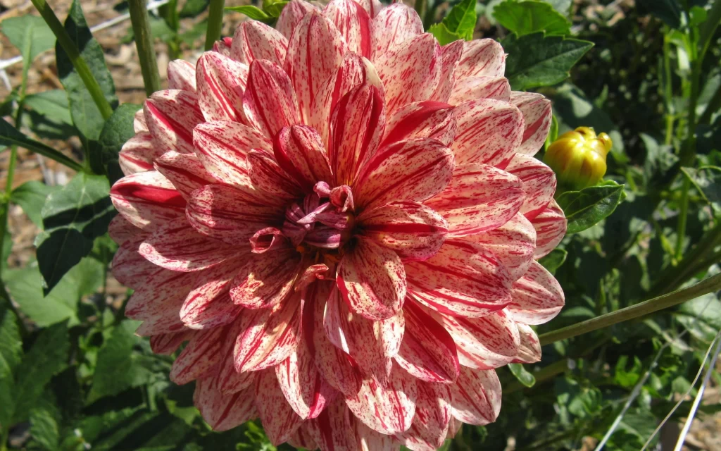 Red White Dahlia Petals Speckled