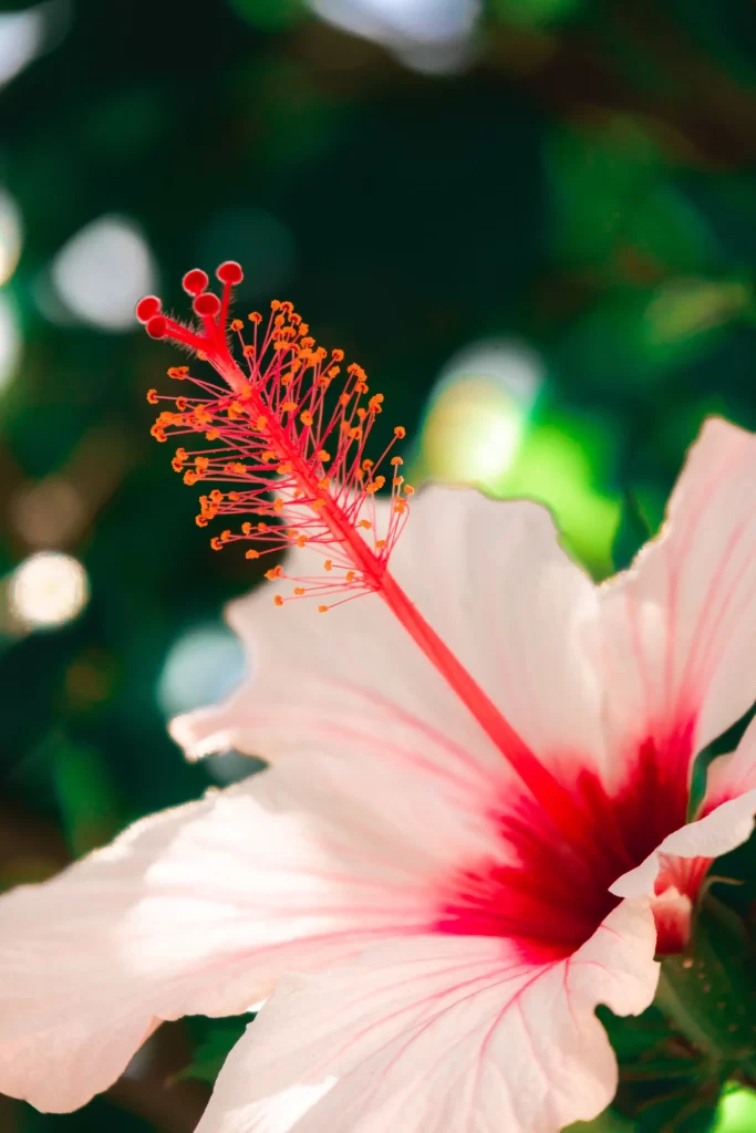 Red White Hibiscus Petals Stamens