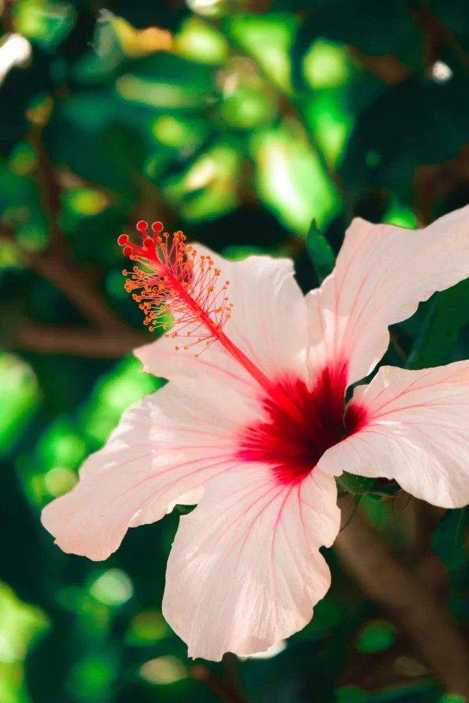 Red White Hibiscus Petals Stamen