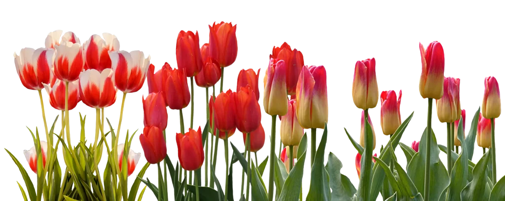 Red White Tulip Petals Stems Leaves