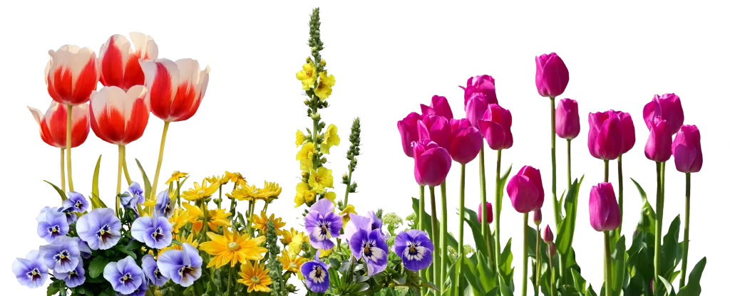 Red White Tulip Pink Yellow Blue Purple