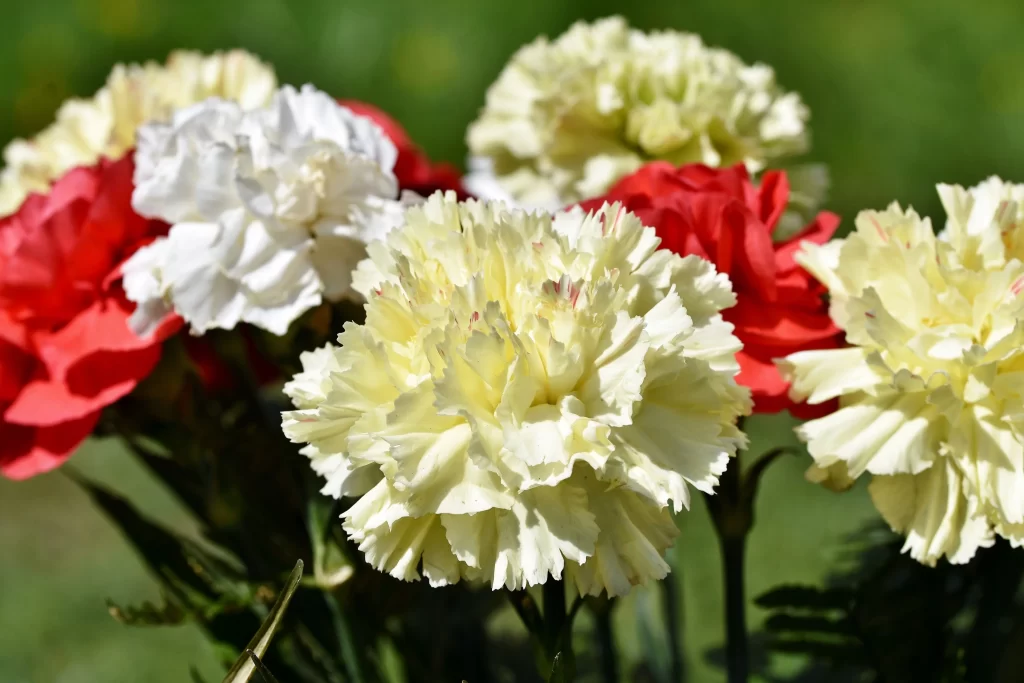 Red White Yellow Carnation Ruffled Petals Green Background